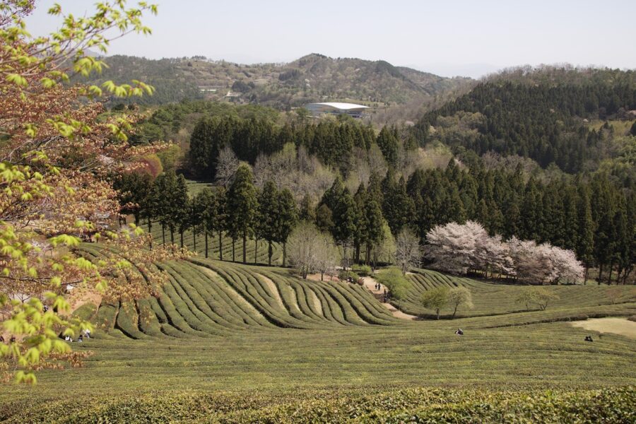 Boseong tea plantation